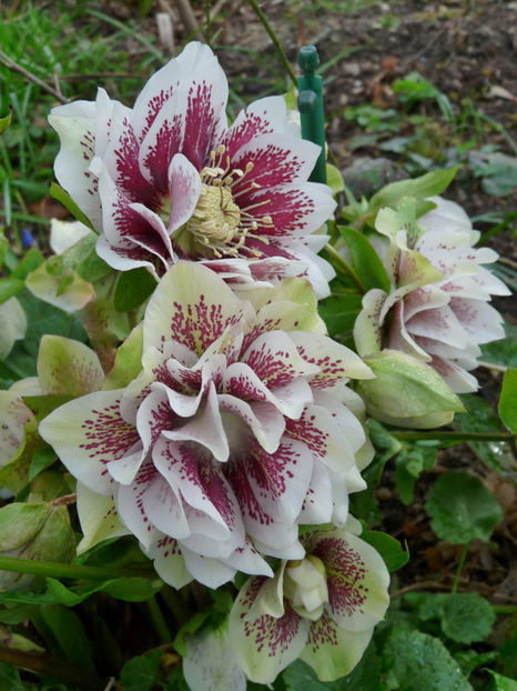  - Helleborus - Spanz