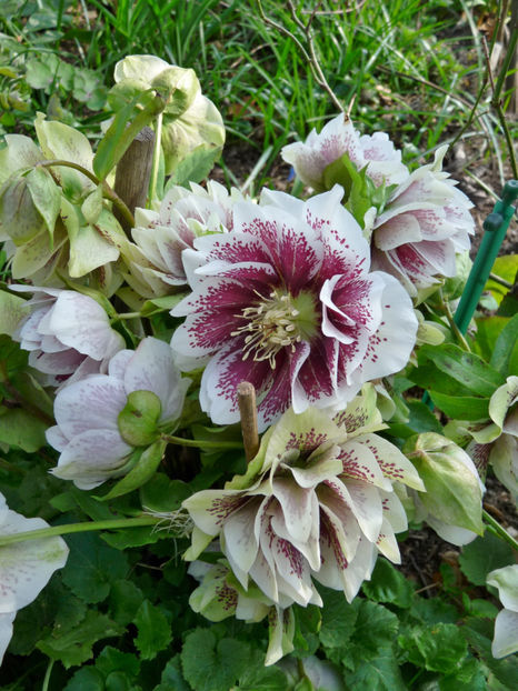  - Helleborus - Spanz
