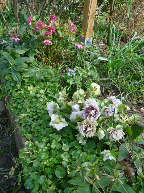  - Helleborus - Spanz