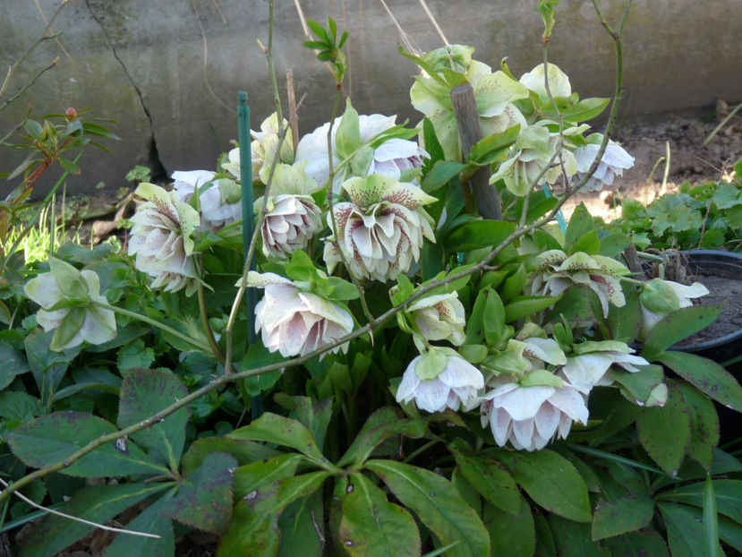  - Helleborus - Spanz
