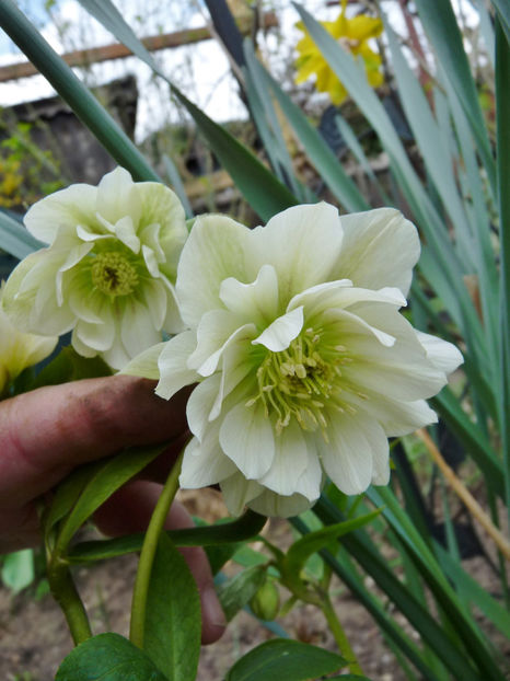  - Helleborus - Spanz