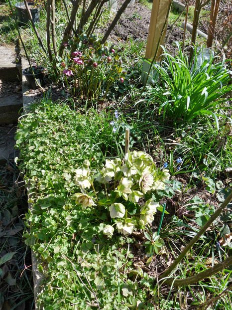  - Helleborus - Spanz
