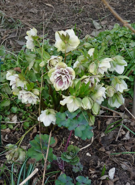  - Helleborus - Spanz