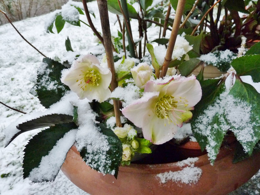  - Helleborus - Spanz