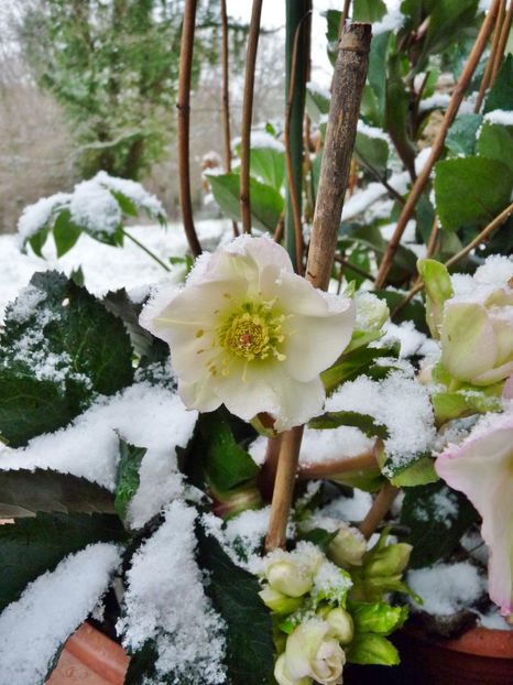  - Helleborus - Spanz