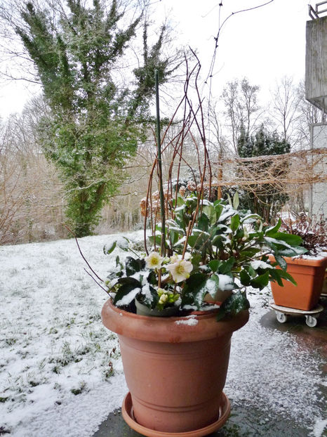 2022 - Helleborus - Spanz