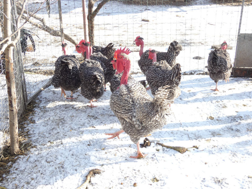 P1080363 - Matca 2022