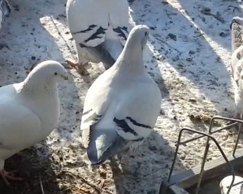 49 - h- MLODE -2021- Youth