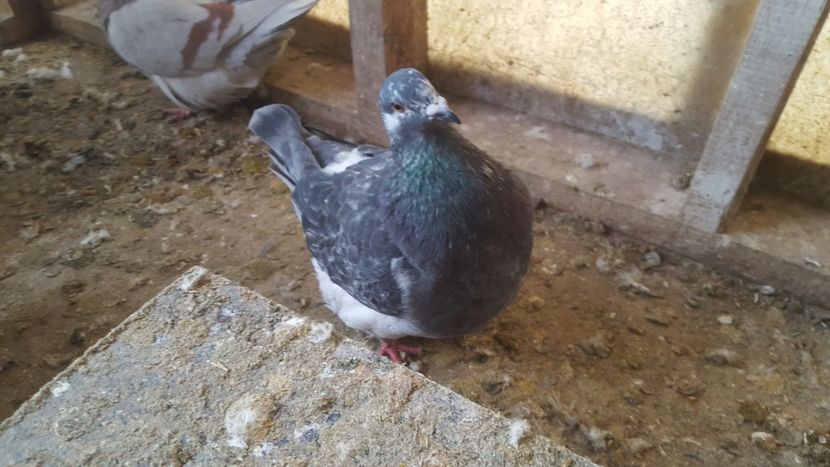  - Porumbeii și mica mea voliera