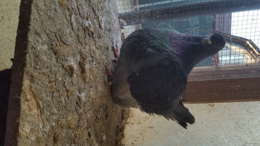  - Porumbeii și mica mea voliera