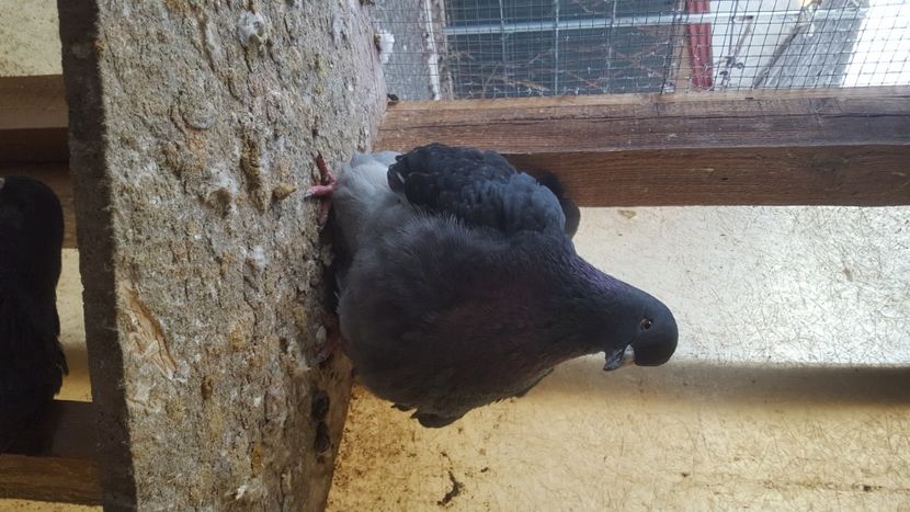  - Porumbeii și mica mea voliera