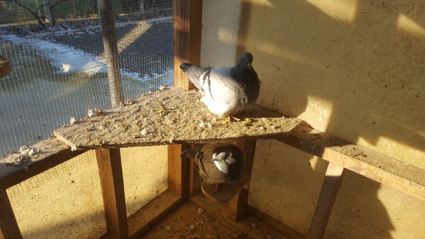  - Porumbeii și mica mea voliera