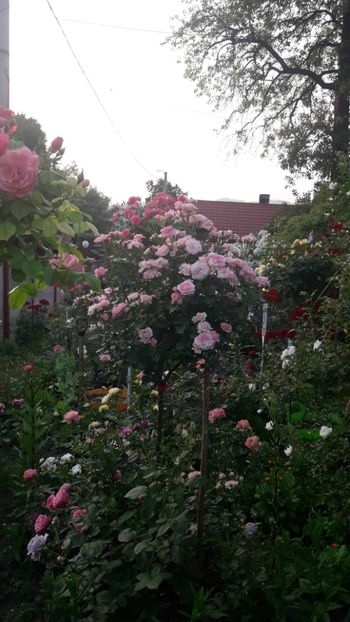  - ALBUM FINAL GRADINA 2021