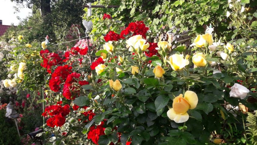  - ALBUM FINAL GRADINA 2021