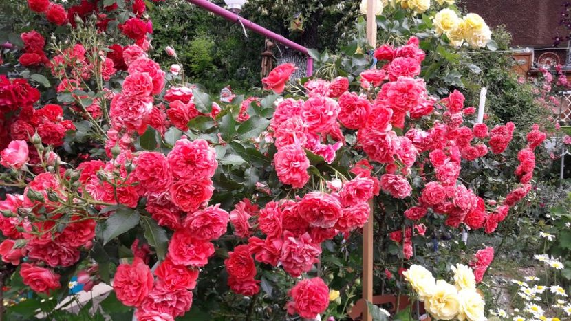  - ALBUM FINAL GRADINA 2021