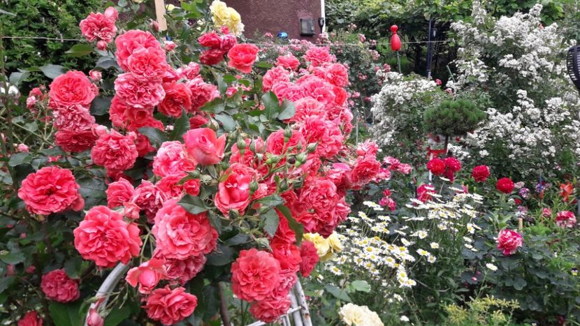  - ALBUM FINAL GRADINA 2021