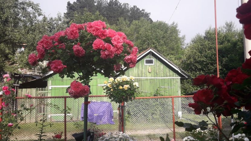  - ALBUM FINAL GRADINA 2021