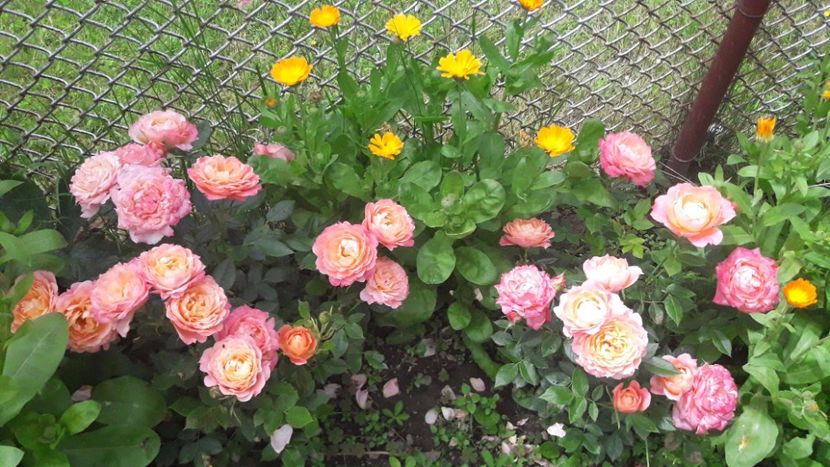  - ALBUM FINAL GRADINA 2021