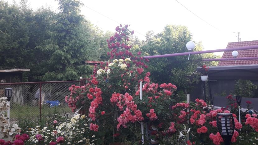  - ALBUM FINAL GRADINA 2021