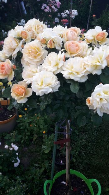  - ALBUM FINAL GRADINA 2021