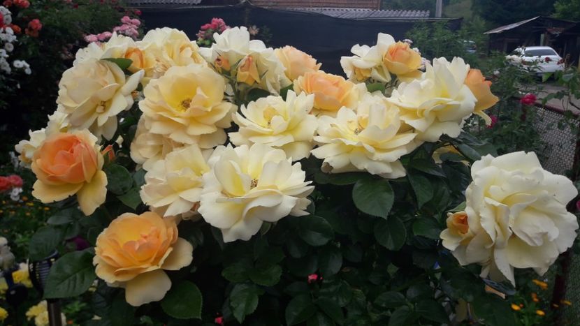  - ALBUM FINAL GRADINA 2021