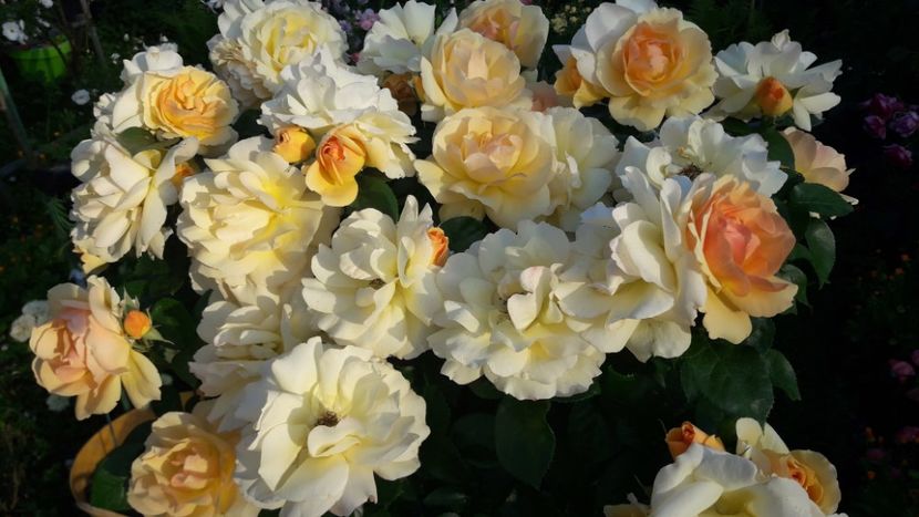  - ALBUM FINAL GRADINA 2021