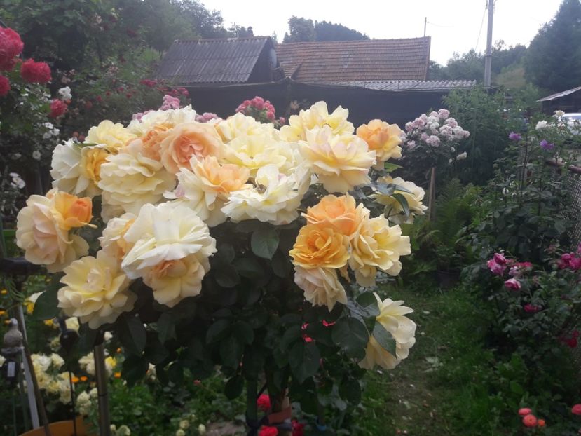  - ALBUM FINAL GRADINA 2021