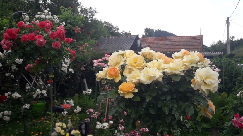  - ALBUM FINAL GRADINA 2021