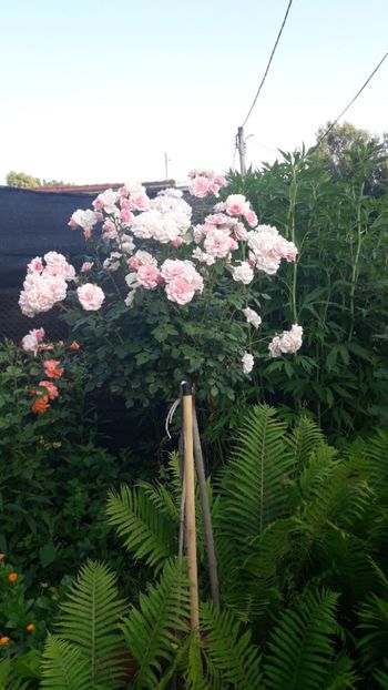  - ALBUM FINAL GRADINA 2021