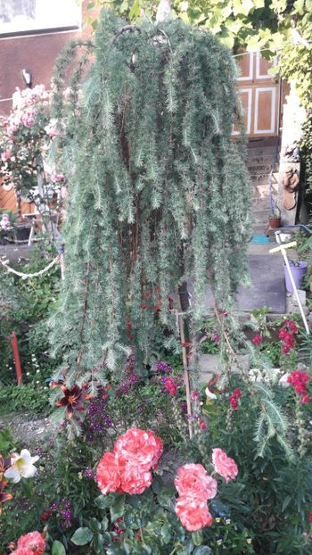  - ALBUM FINAL GRADINA 2021