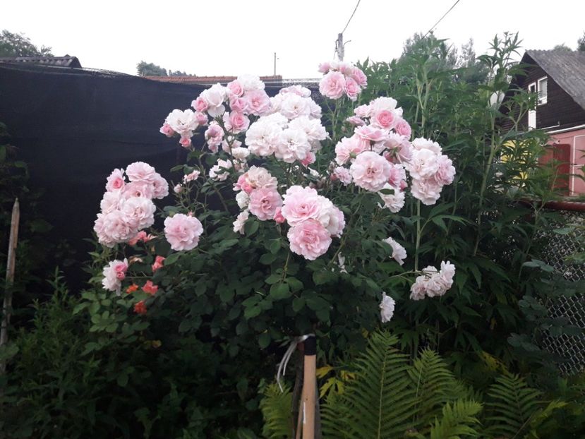  - ALBUM FINAL GRADINA 2021