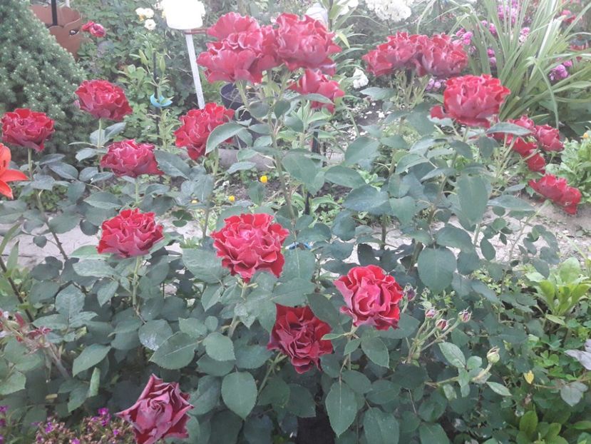  - ALBUM FINAL GRADINA 2021