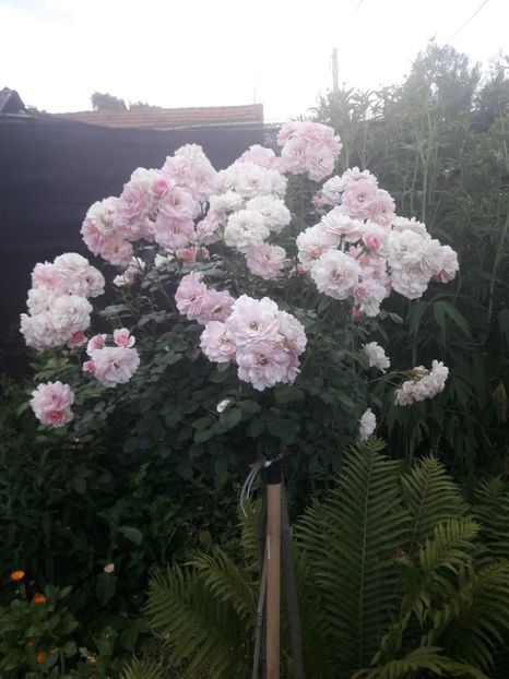  - ALBUM FINAL GRADINA 2021