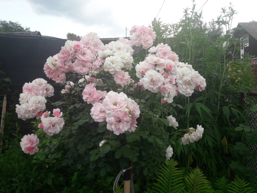  - ALBUM FINAL GRADINA 2021