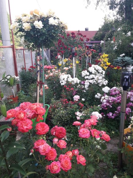  - ALBUM FINAL GRADINA 2021