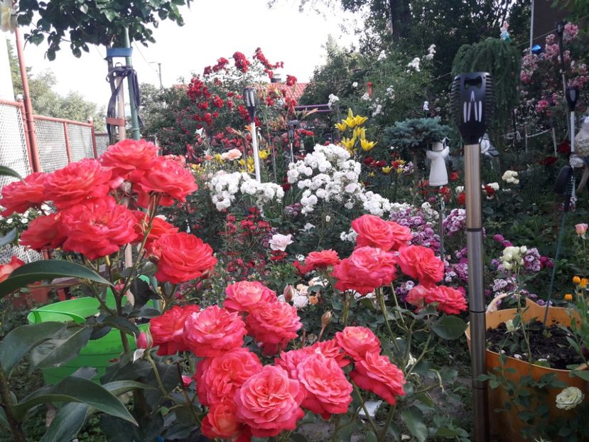  - ALBUM FINAL GRADINA 2021