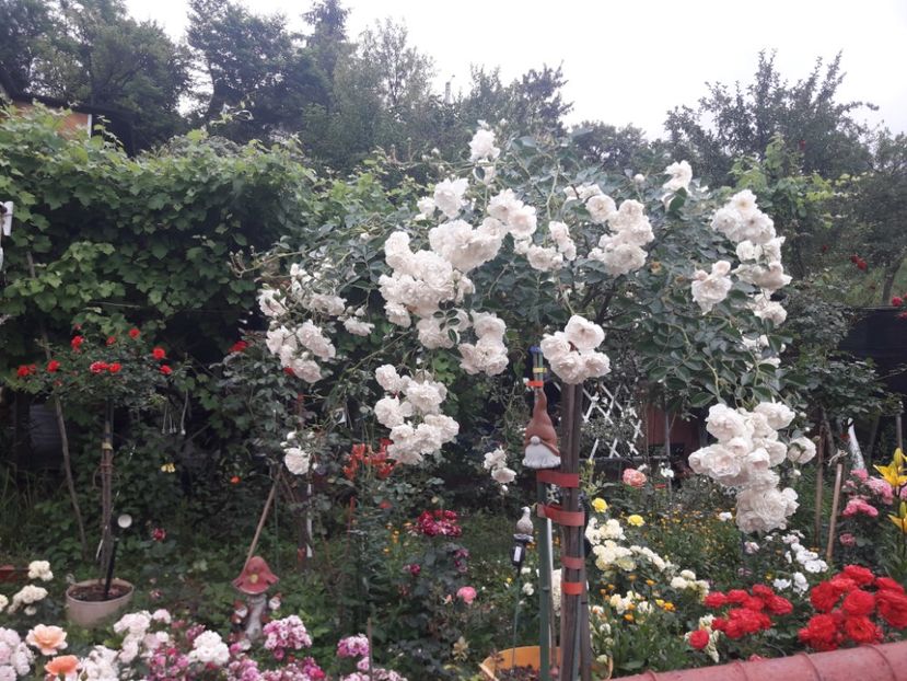  - ALBUM FINAL GRADINA 2021