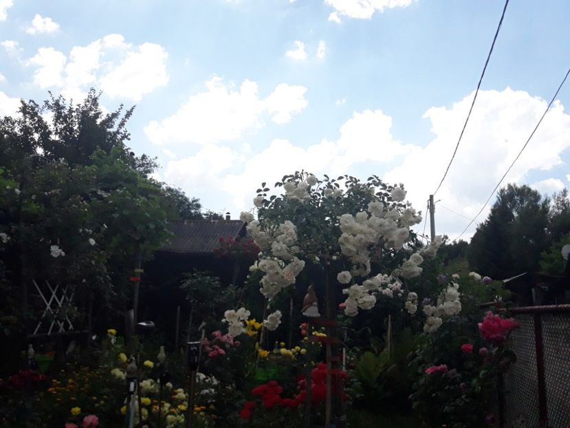  - ALBUM FINAL GRADINA 2021