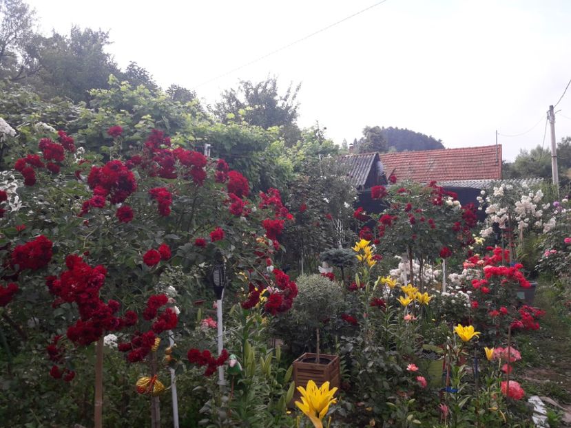  - ALBUM FINAL GRADINA 2021