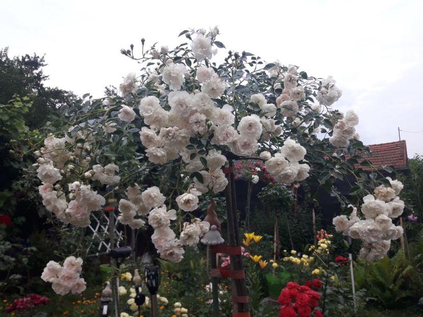  - ALBUM FINAL GRADINA 2021