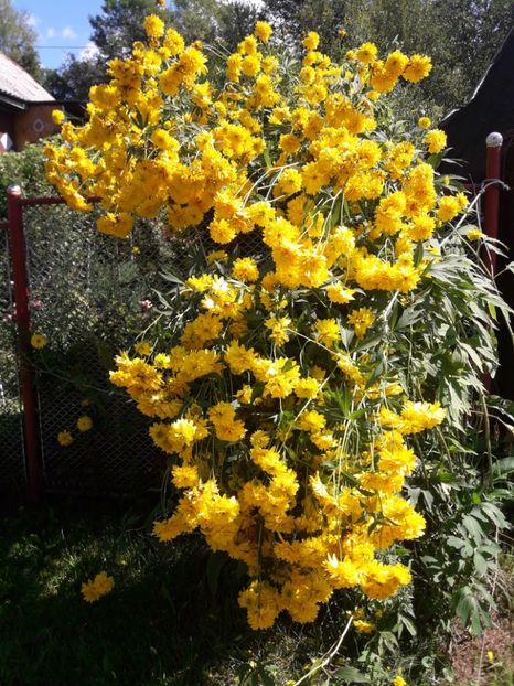  - ALBUM FINAL GRADINA 2021