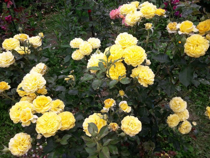  - ALBUM FINAL GRADINA 2021