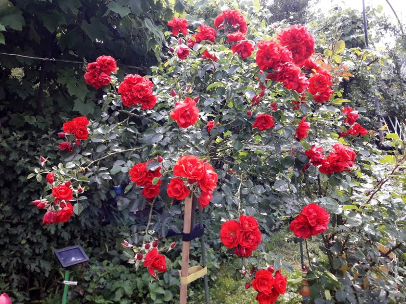  - ALBUM FINAL GRADINA 2021