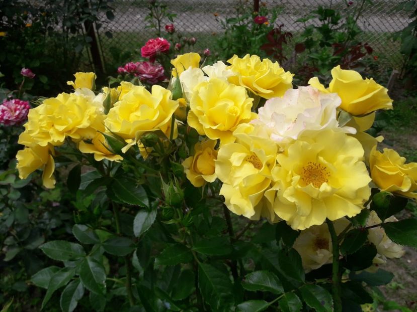  - ALBUM FINAL GRADINA 2021