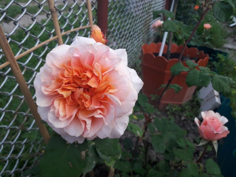  - ALBUM FINAL GRADINA 2021