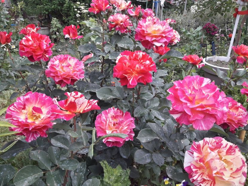  - ALBUM FINAL GRADINA 2021