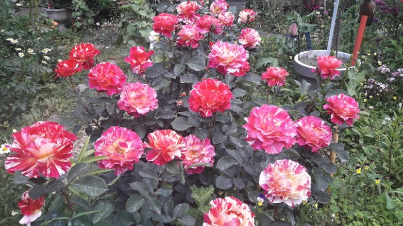  - ALBUM FINAL GRADINA 2021