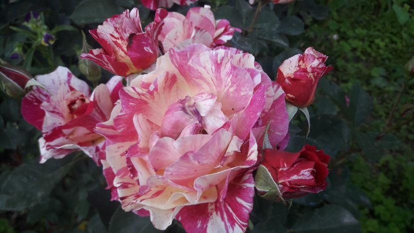  - ALBUM FINAL GRADINA 2021