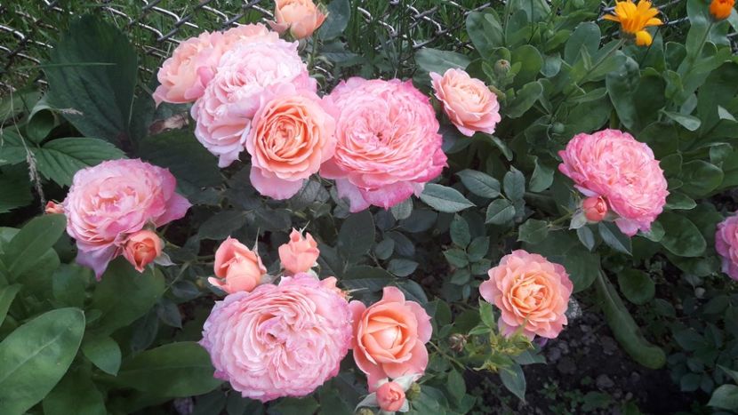  - ALBUM FINAL GRADINA 2021