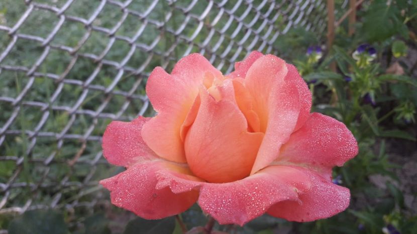  - ALBUM FINAL GRADINA 2021